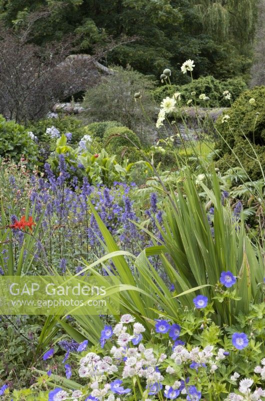 Astrantia, Crocosmia, montbretia, Cephalaria gigantea, Giant scabious grow amongst other perennials in cottage garden style planting. The Garden House, Yelverton, Devon. Summer. 