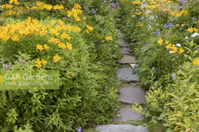Yellow alstromeria line a stone pathway. The Garden House, Yelverton, Devon. Summer. 
