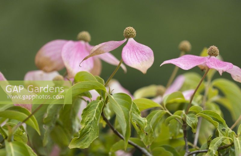 Cornus, Norman Haddon, old pink flowers and foliage. Close up. Summer. 