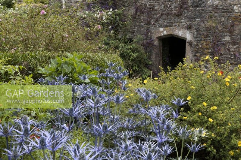 Eryngium, Blue Hobbit, amongst other cottage style planting in front of an old stone ruin. The Garden House, Yelverton, Devon. Summer. 