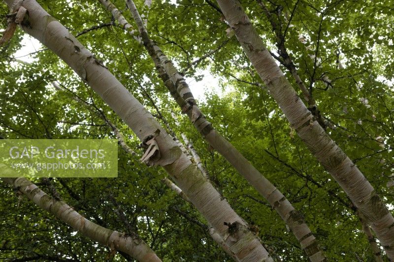 Betula ermanii 'Grayswood Hill' birch tree trunks amd foliage. Summer. 