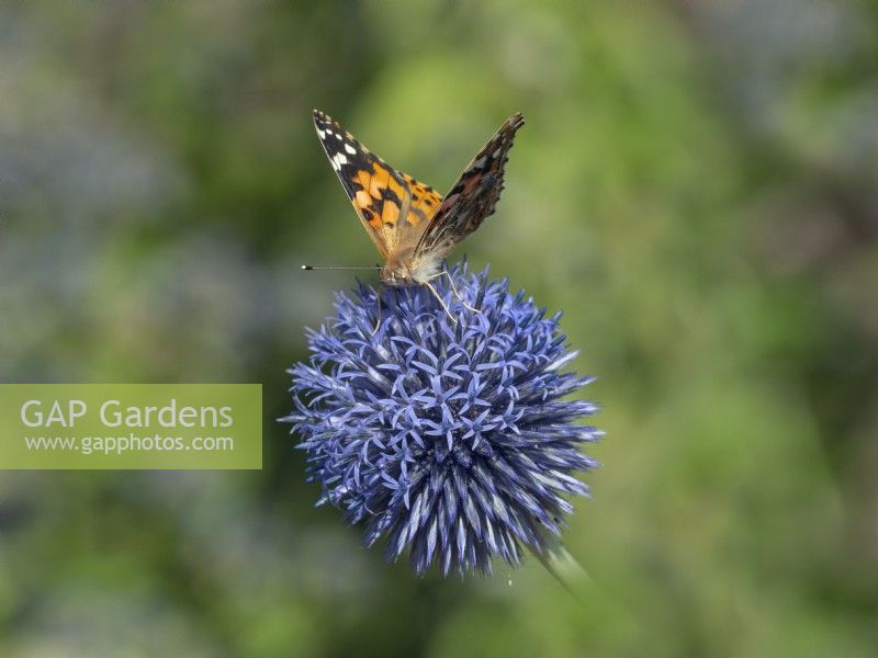 Echinops ritro - Globe Thistle and Vanessa cardui - Painted lady butterfly