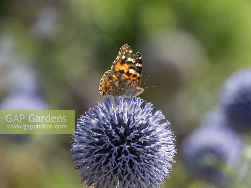 Echinops ritro - Globe Thistle and Vanessa cardui - Painted lady butterfly