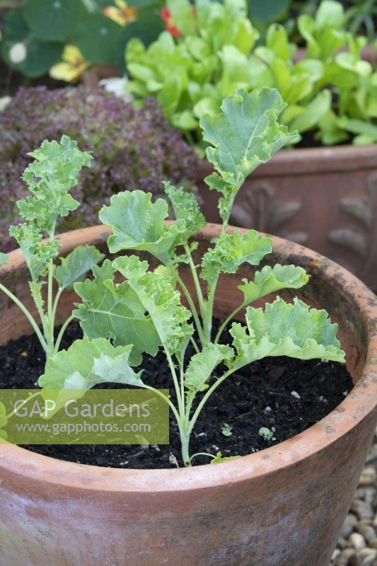 Brassica oleracea - Young kale plants in terracotta pot