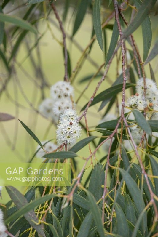Eucalyptus coccifera - Tasmanian snow gum tree flowers