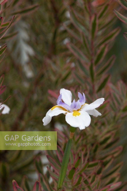 Dietes grandiflora - Fairy iris