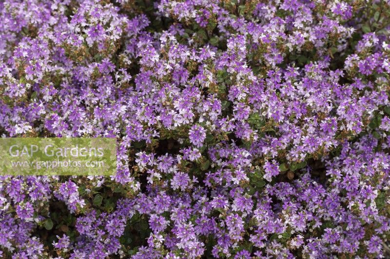 Hebe 'Garden beauty purple' - Shrubby veronica
