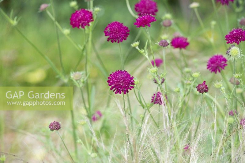 Knautia macedonica and Stipa tenuissima - Macedonian scabious and Mexican feather grass