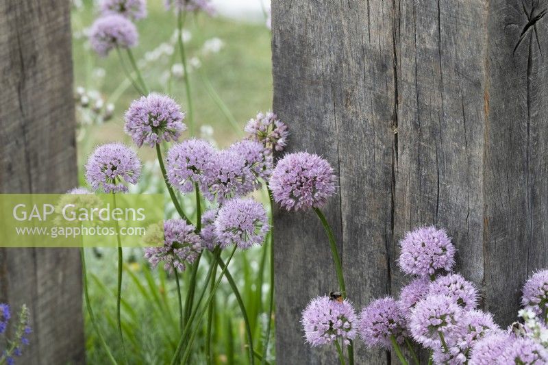 Allium Summer Beauty - Ornamental onion