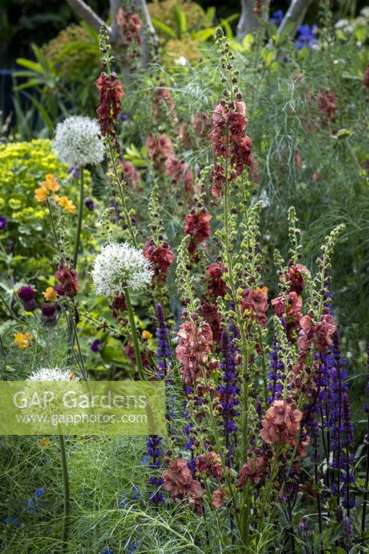 Herbaceous perennial border designed with pollinators in mind, plants include Allium 'Mount Everest', Salvias and Verbascum 'Petra'
