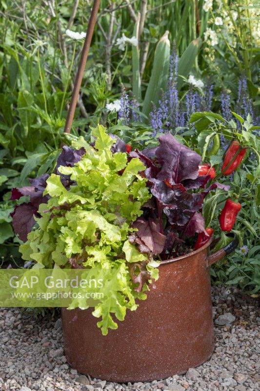 Old cooking pot as a recycled container, containing lettuce and salad leaves with a chilli pepper plant