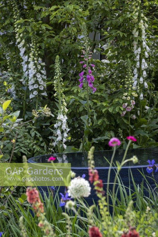 Herbace
ous perennial planting around quiet pool in large container, designed with pollinators in mind, plants include Foxgloves, Allium 'Mount Everest' and Verbascums