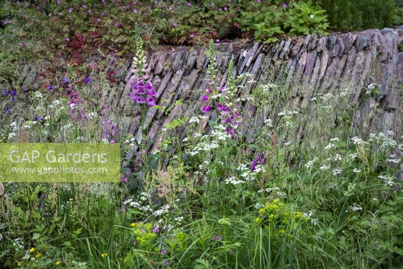 Foxgloves, Cow Parsley and various grasses in wild area of garden.  Traditional stone wall behind