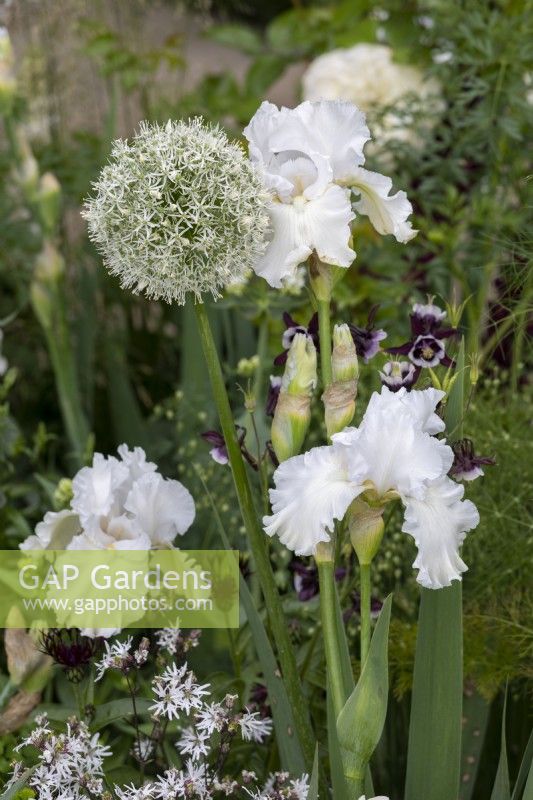 White Allium 'Everest' and Iris in white themed perennial border