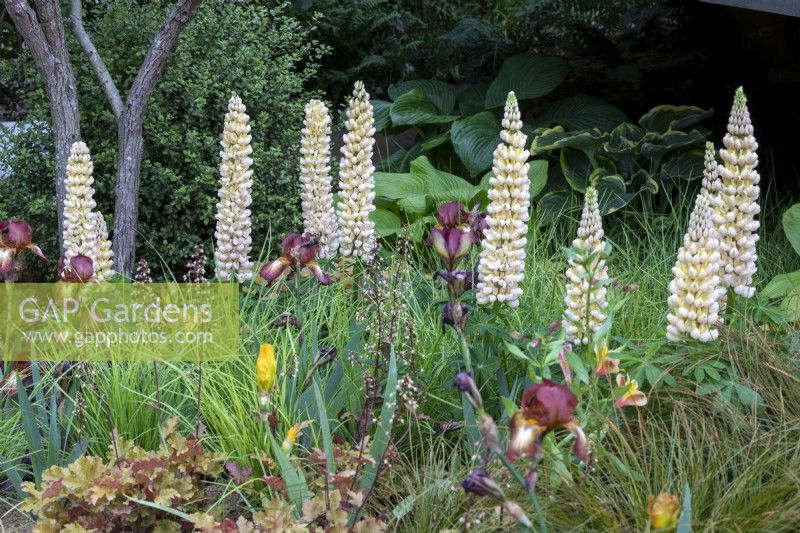 Lupinus 'Cashmere Cream' with Iris 'Kent Pride', Heuchera and Alstroemeria in warm brown themed border