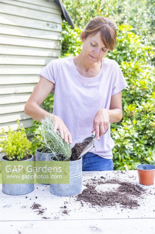 Woman planting curry plant in bucket