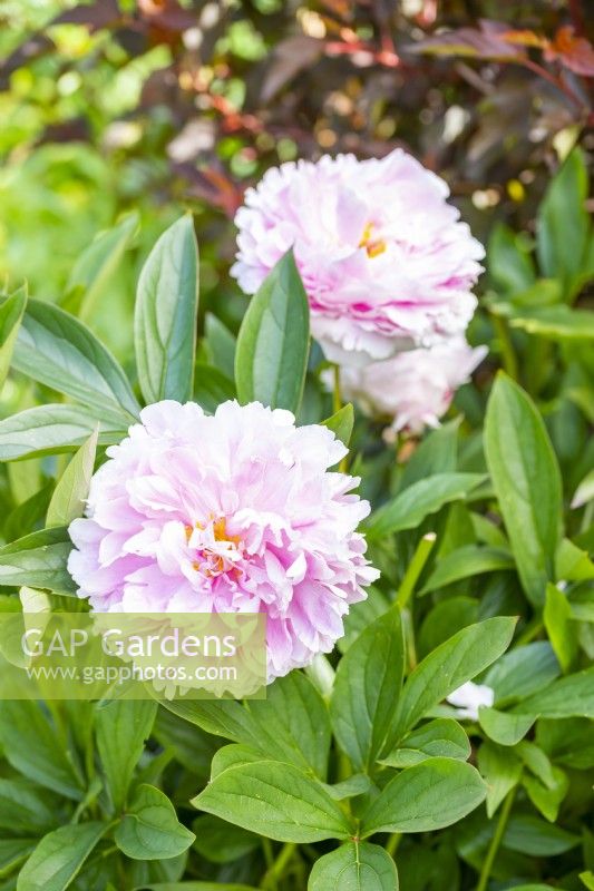 Paeonia 'Sarah Bernhardt' flowering in June 