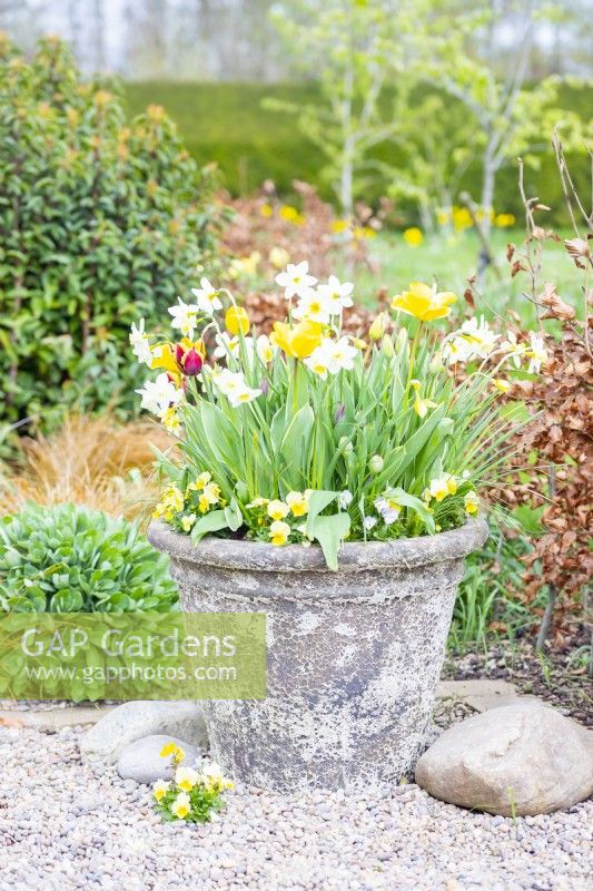 Tulipa 'Gravota', 'Happy People', Narcissus 'Pueblo' and yellow Pansies in a large layered container