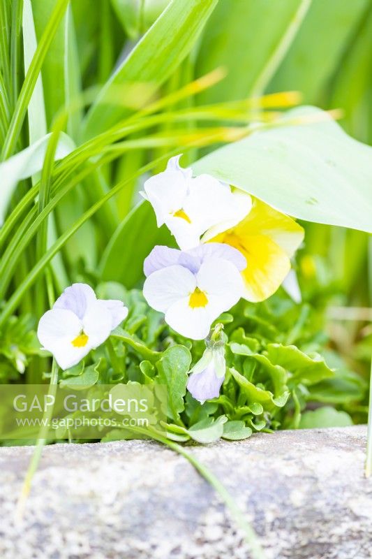 Viola - Pansies in a large container