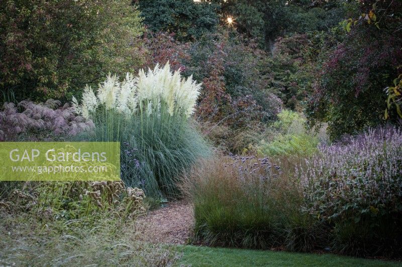 The Knoll Gardens at sunrise in Autumn  with a large clump of  Cortaderia selloana, Pampas grass, next to a stand of Miscanthus. Also present are Verbena bonariensis and Persicaria amplexicaulis.