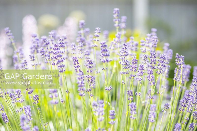 Lavendula augustifolia 'Hidcote' - Lavender
