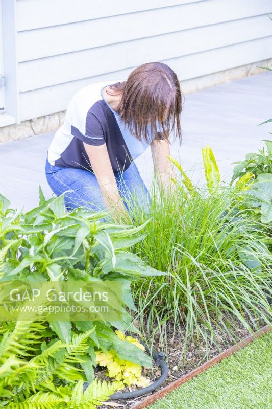 Woman gardening at plant border