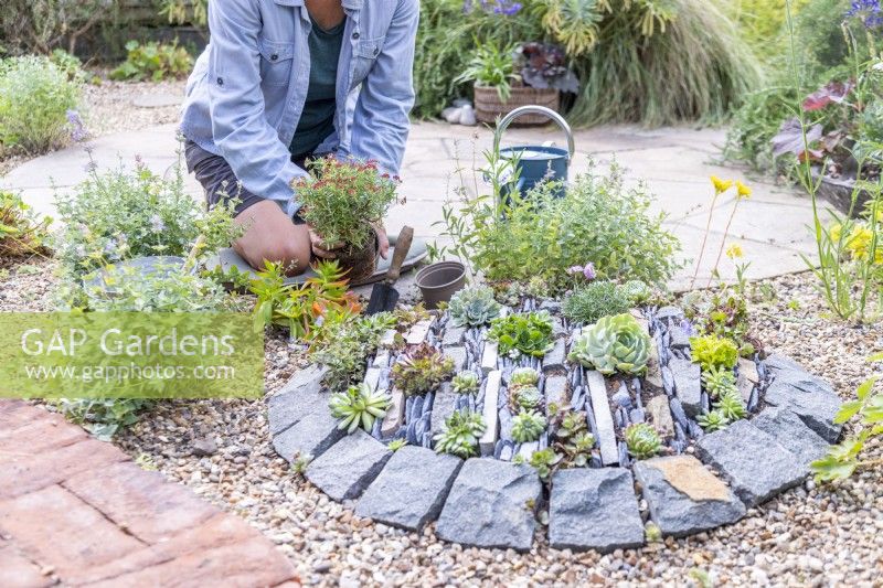 Woman planting succulents behind crevice garden