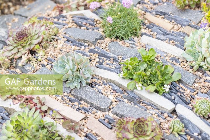 Various succulents planted in crevice garden