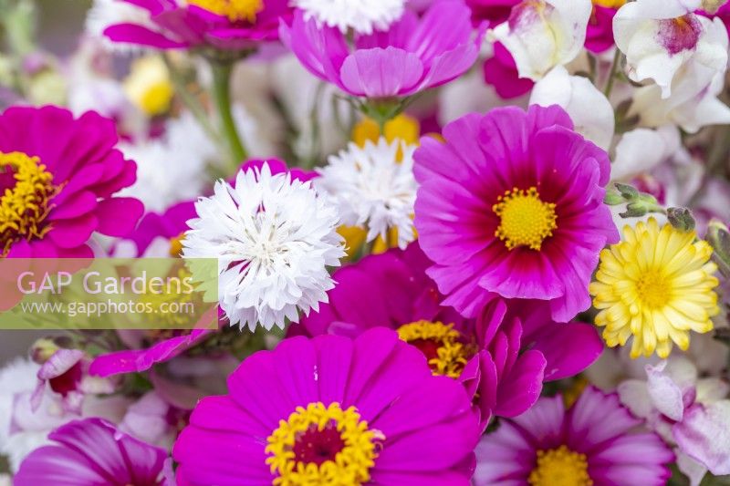 Bouquet containing Cosmos 'Candy Stripe', Calendula 'Snow Princess', Antirrhinum 'Lucky Lips', Zinnia 'Purple Prince and Centaurea 'Ball White' - Cornflower
