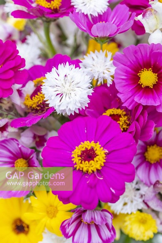 Bouquet containing Cosmos 'Candy Stripe', Calendula 'Art Shades', Zinnia 'Purple Prince and Centaurea 'Ball White' - Cornflower