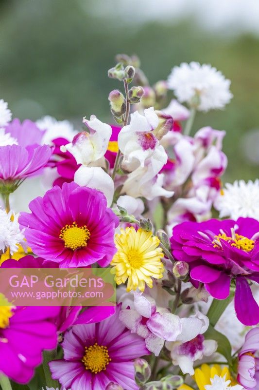 Bouquet containing Cosmos 'Candy Stripe', Calendula 'Art Shades', Antirrhinum 'Lucky Lips', Zinnia 'Purple Prince and Centaurea 'Ball White' - Cornflower