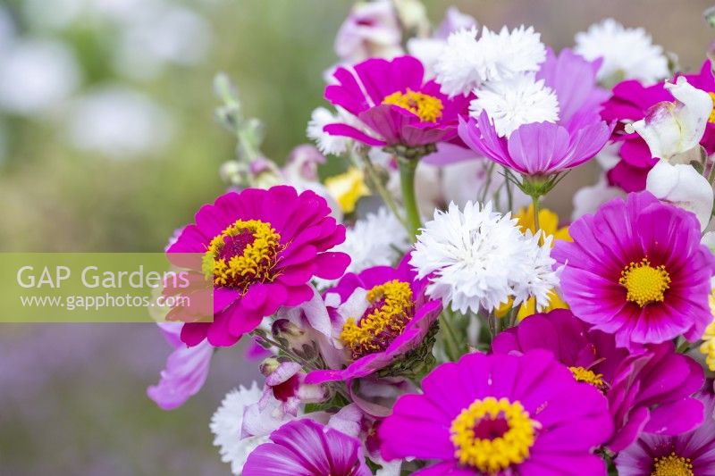 Bouquet containing Cosmos 'Candy Stripe', Antirrhinum 'Lucky Lips', Zinnia 'Purple Prince and Centaurea 'Ball White' - Cornflower