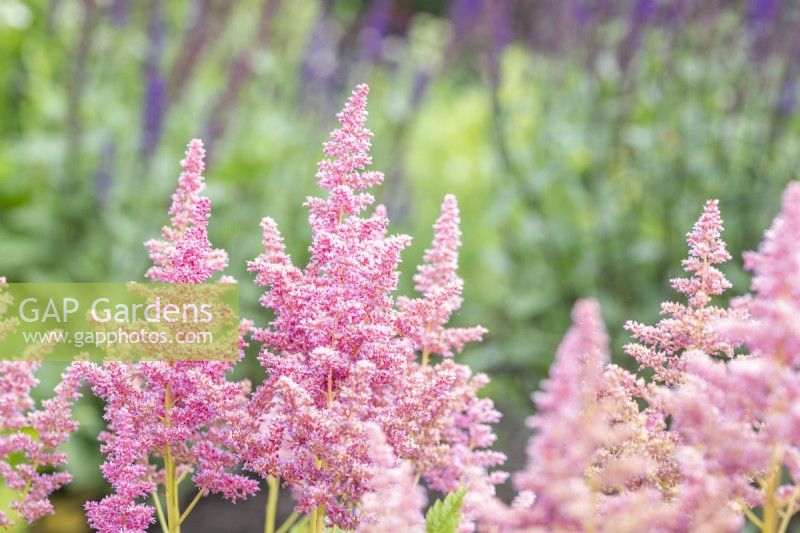 Astillbe chinensis 'Visions in Red'