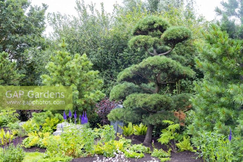 Cloud pruned pine tree in a mixed plant border