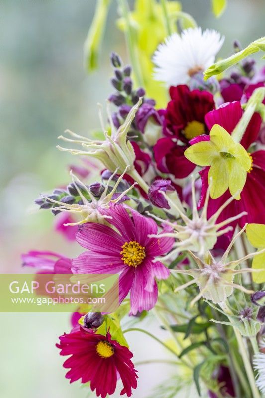 Bouquet containing Cosmos 'Rubenza', Amberboa 'The Bride', Antirrhinum 'Night and Day', Nicotiana 'Lime Green' and Nigella seed pods