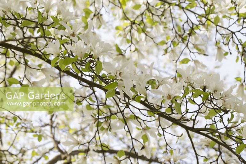 Magnolia Kobus var. borealis - April