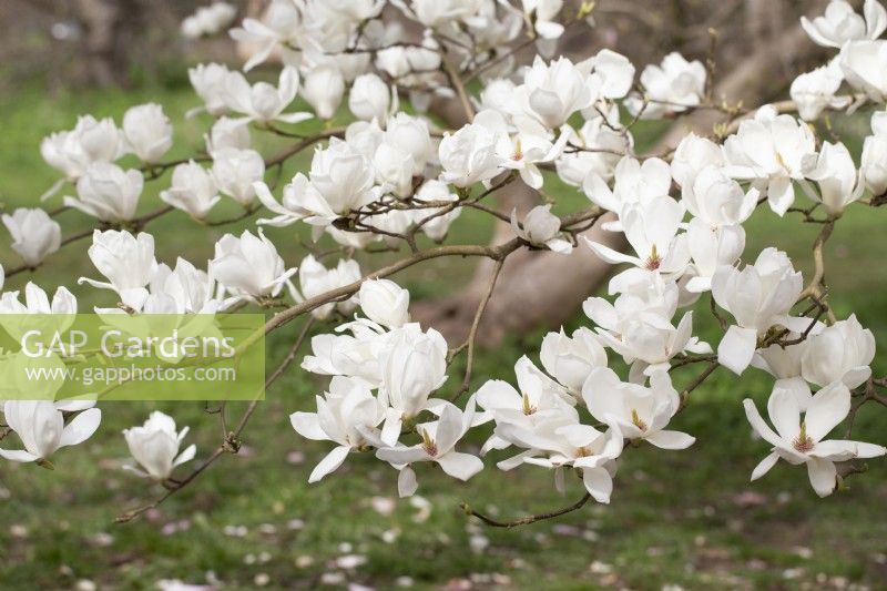 Magnolia heptapeta - Yulan magnolia - April
