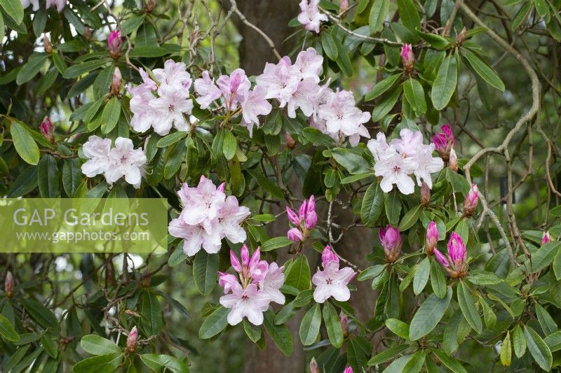 Rhododendron 'Halopeanum' - May