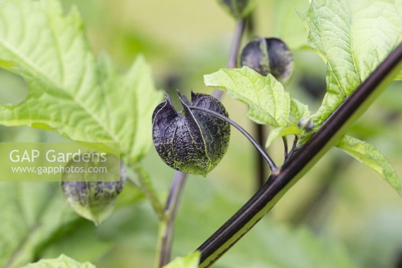 Nicandra physalodes pods - July