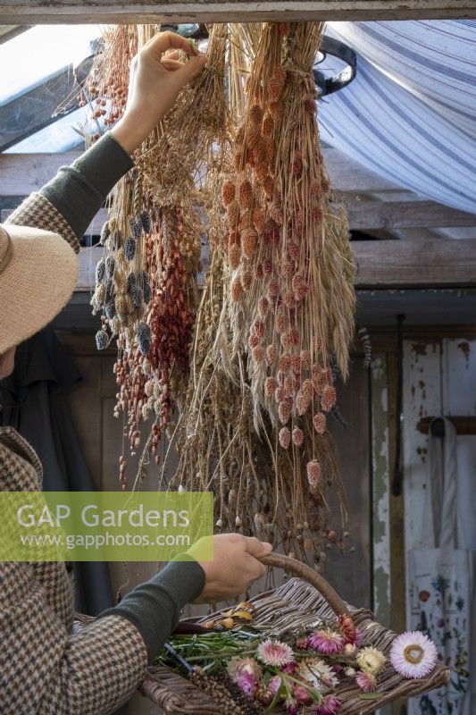 Hanging flowers for drying in garden shed