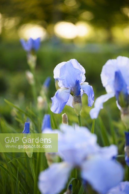 Iris 'Perry's Blue' Siberian iris