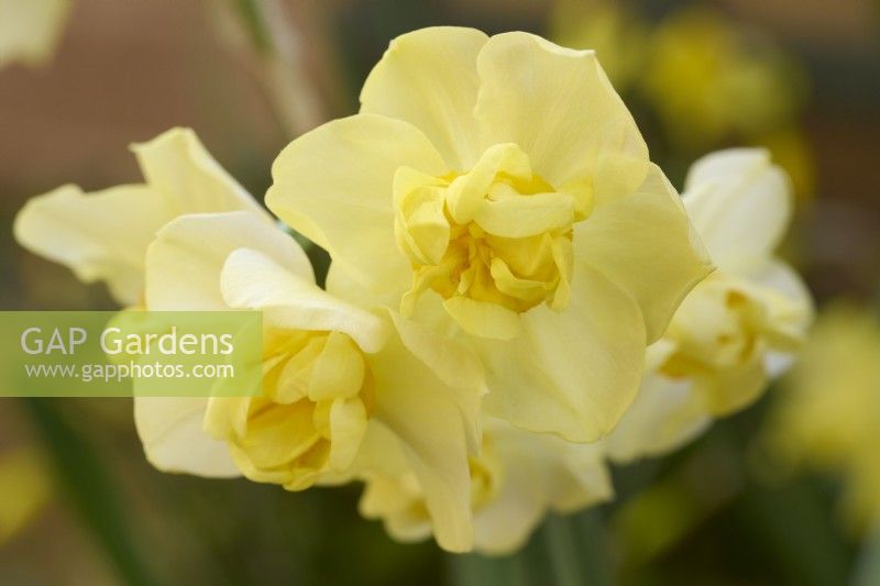 Narcissus 'Primrose Beauty'