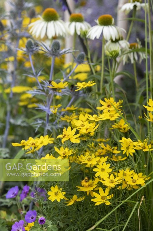 Coreopsis verticillata 'Zagreb' in the The Cotton Traders Greener Future Garden at RHS Tatton park flower show 2022 - Designed by Lynn Cordall