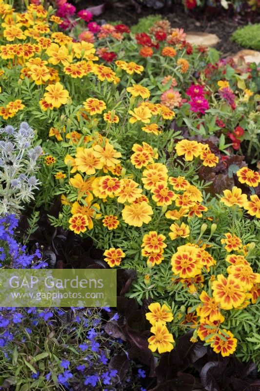 Tagetes x patula - French marigolds in the Queen's Platinum Jubilee Jewel Garden flowerbed at Tatton Park Flower show 2022 - Designed by Sarah Green