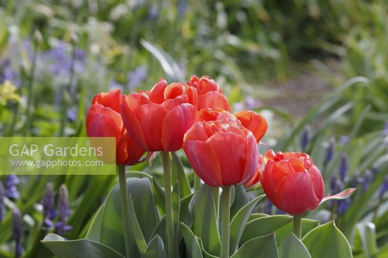 Tulipa 'Queensday' - Tulips