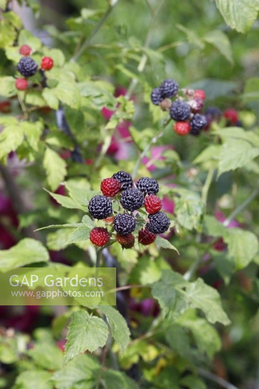 Rubus occidentalis 'Black Jewel' - Black raspberry 