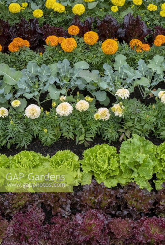 Lactuca sativa, tagetes, and brassica oleracea var. italica - Combination planting of lettuce, marigolds and broccoli in the Backyard Buffet plot at RHS Tatton Park flower show 2022 - Designed by Sharon Hockenhull