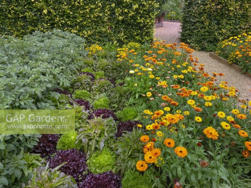 Vegetable garden with lettuce and potatoes with edging of mixed Calendula Pot Marigolds