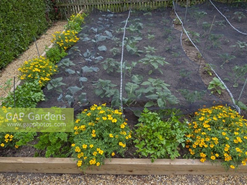 Cabbages protected with netting and planted with companion French Marigolds May Late Spring