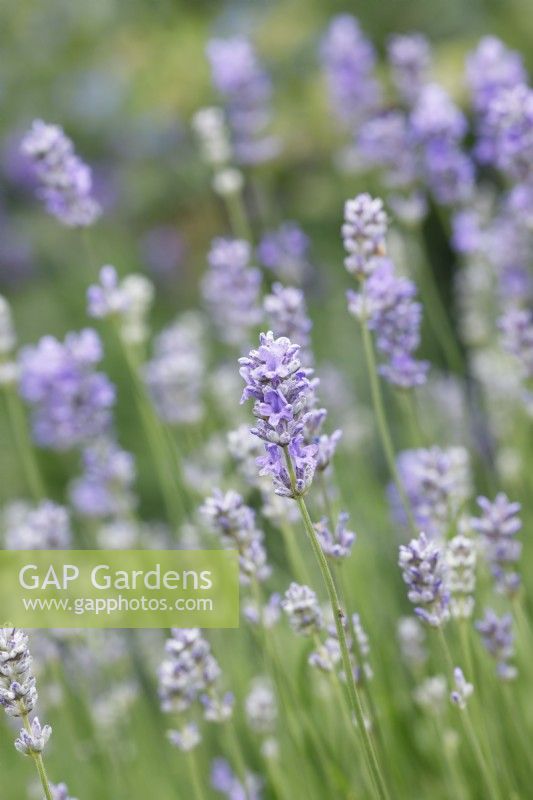 Lavendula angustifolia - English lavender